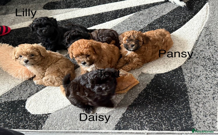 Maltipoo dogs - Advert 7