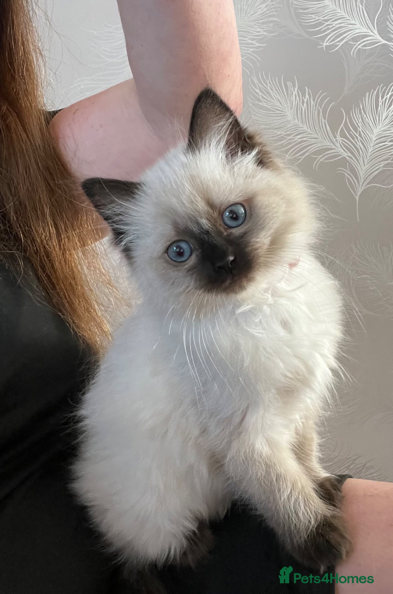 Ragdoll cats Beautiful seal point female kitten GCCF reg - Advert 2