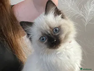 Ragdoll cats Beautiful seal point female kitten GCCF reg - Advert 2