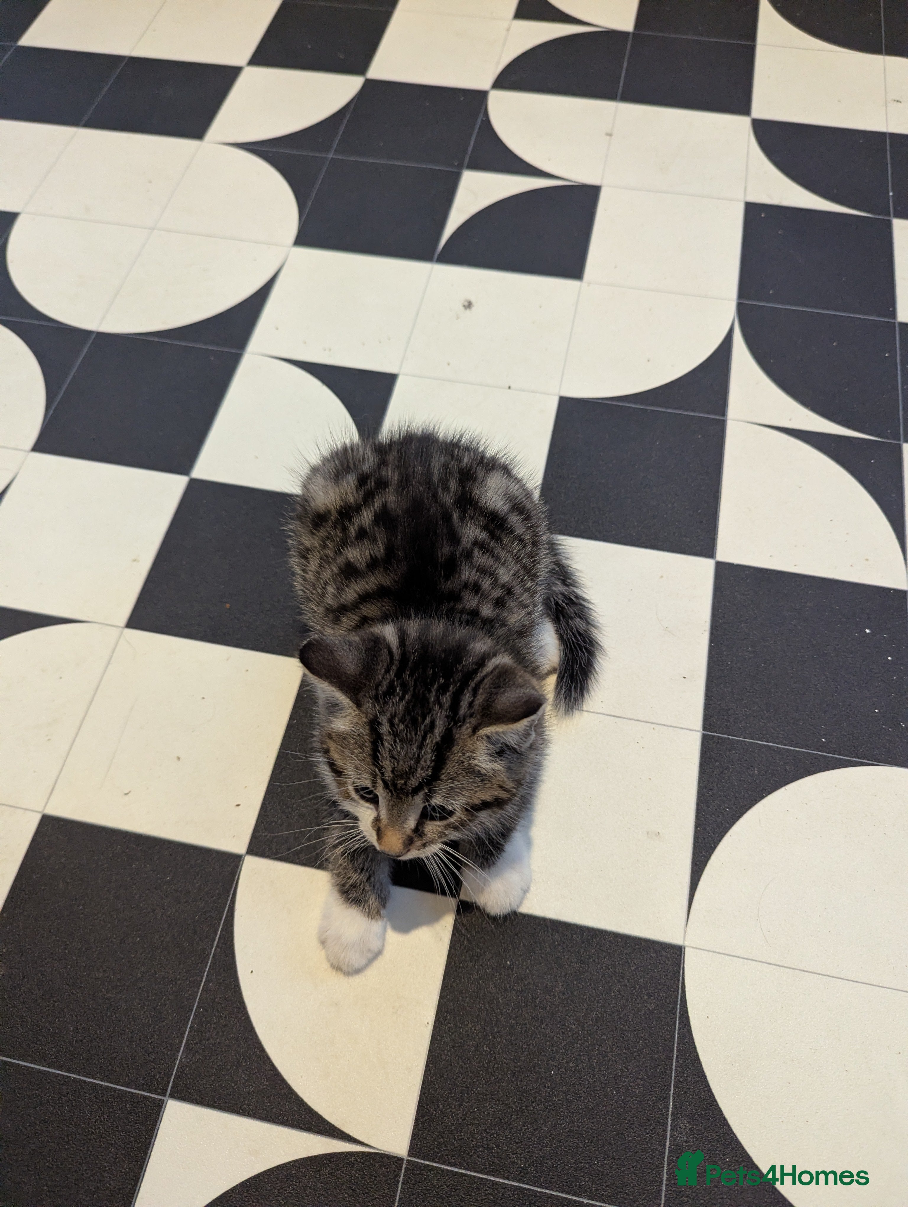 Mixed Breed cats Male kitten - Advert 6