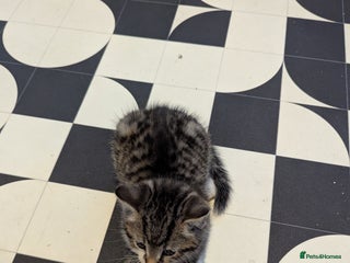 Mixed Breed cats Male kitten - Advert 1