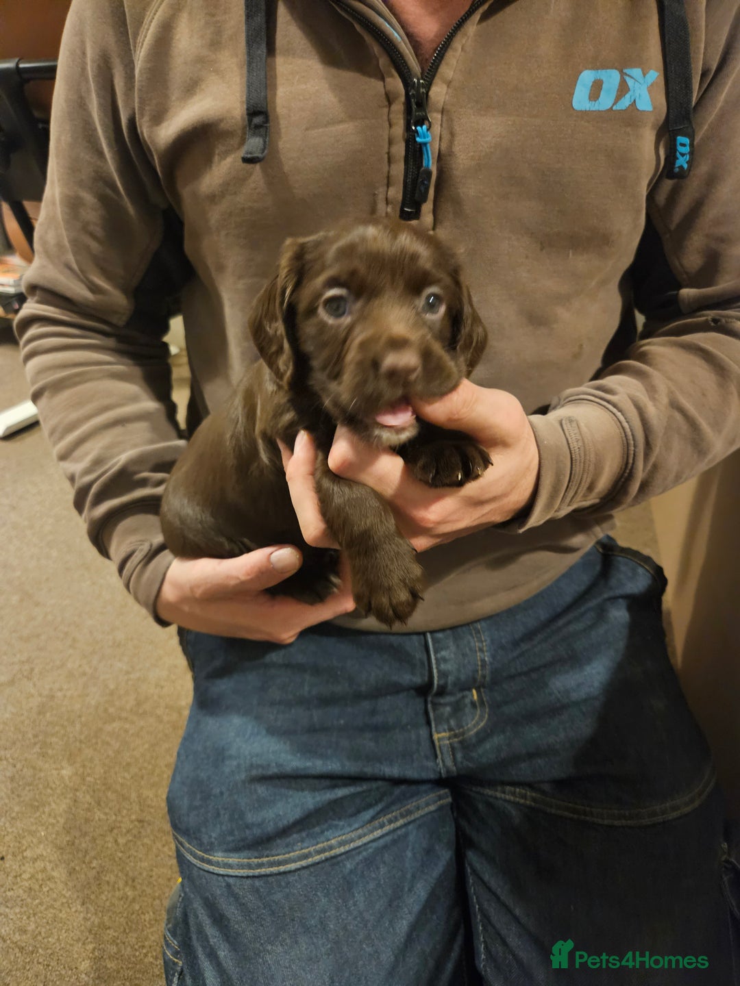 Cocker Spaniel dogs for sale: KC Working Cocker Spaniel Puppies - Advert 18