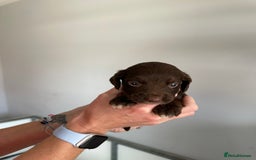 Cocker Spaniel dogs for sale: Working Cocker spaniel puppies  - Image 26