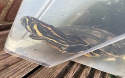 Terrapin reptiles for sale: Terrapins - Image 9