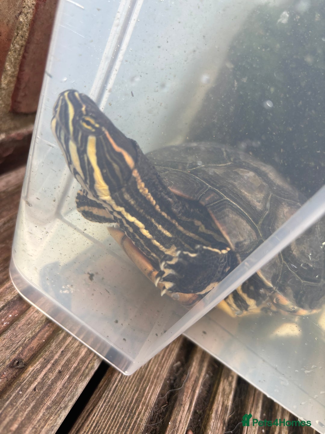 Terrapin reptiles for sale: Terrapins - Image 9