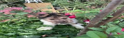 Fox Terrier dogs for sale: 5 X Beautiful Wire Fox Terrier Puppies - Advert 5