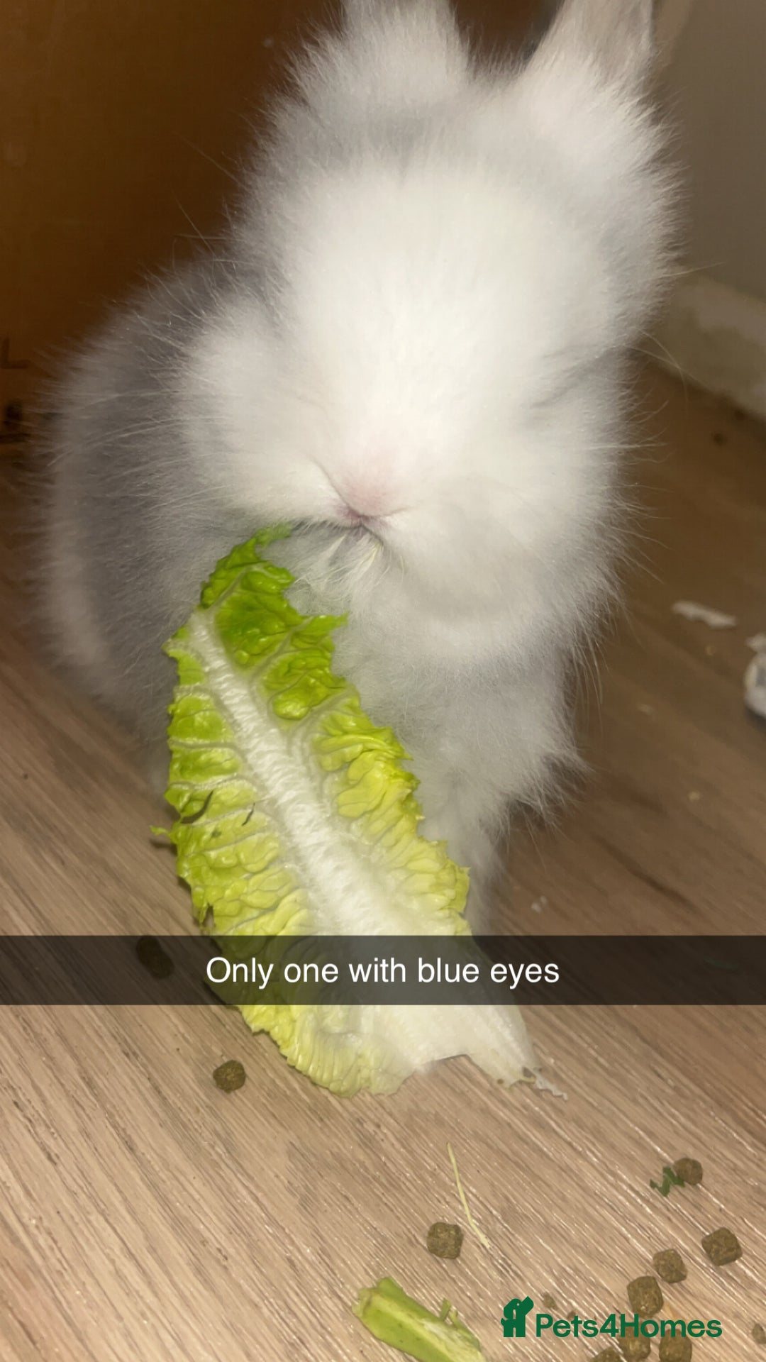 Lionhead rabbits for sale: Double maned lion heads  - Advert 6