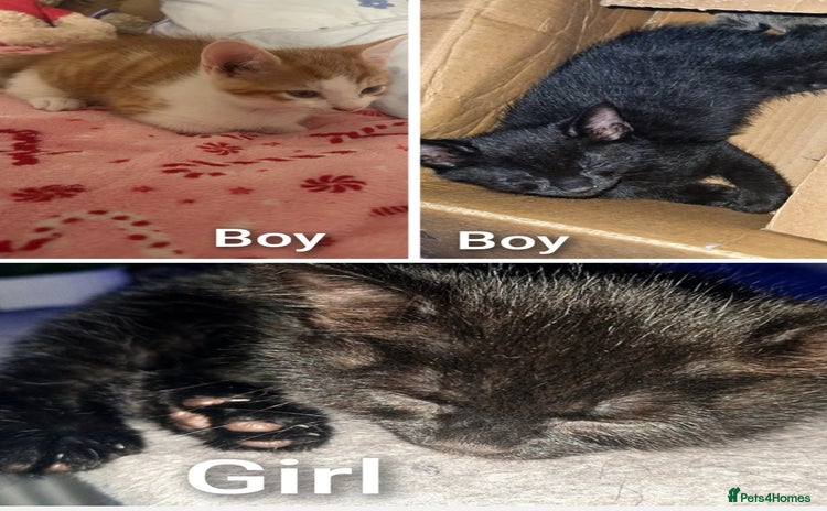 Mixed Breed cats - Advert 5