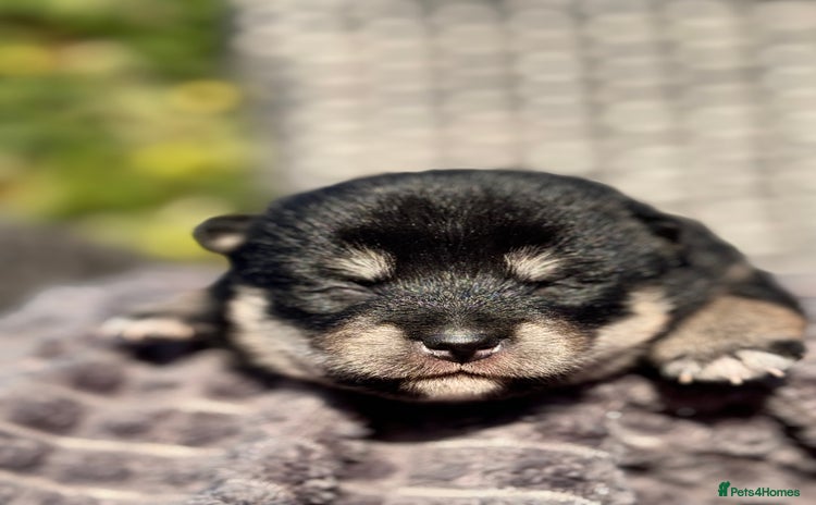 Japanese Shiba Inu dogs - Advert 1