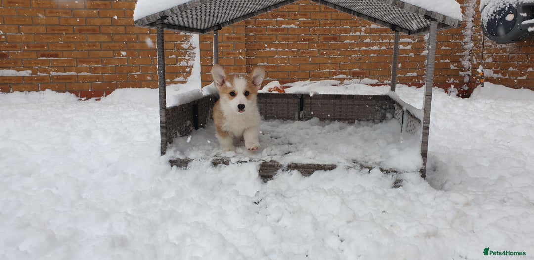 Welsh Corgi Pembroke dogs for sale: Exceptional Corgi Puppies ready now!!! - Advert 1
