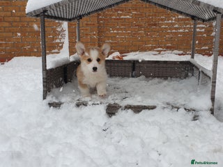 Welsh Corgi Pembroke dogs Exceptional Corgi Puppies ready now!!! - Advert 18