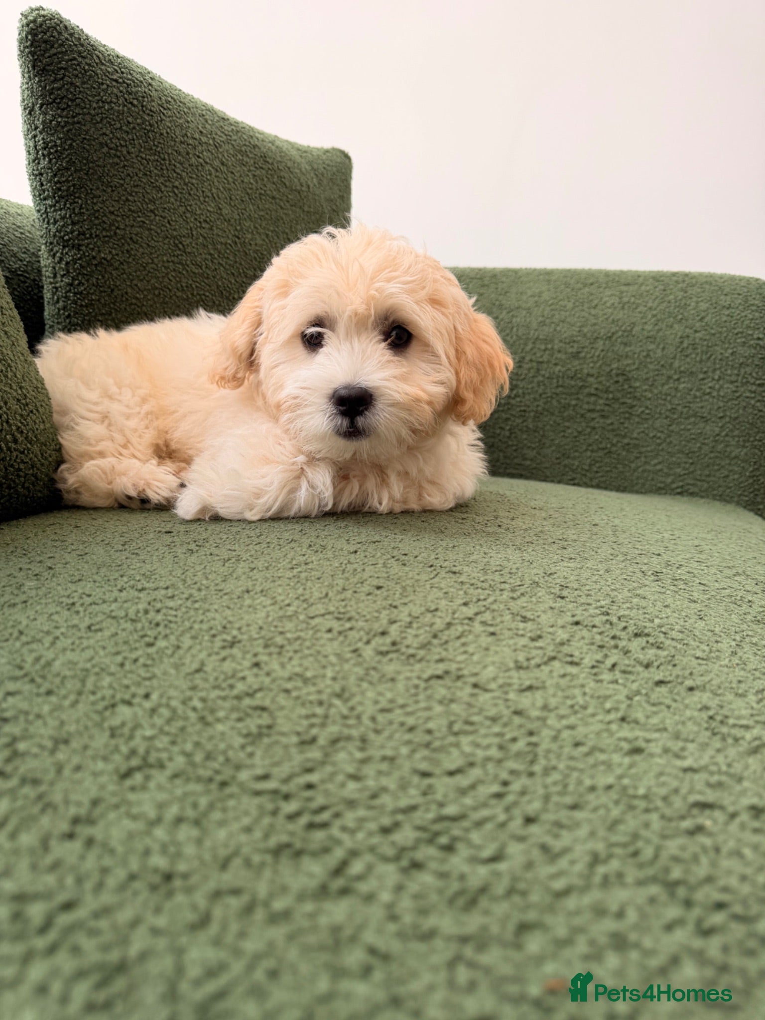 Bichon Frise dogs One puppy looking for his forever home 🤍 - Advert 3