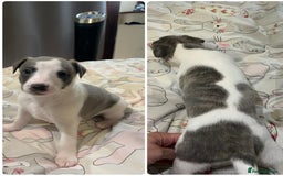 Whippet dogs for sale: Whippet puppies  - Image 30