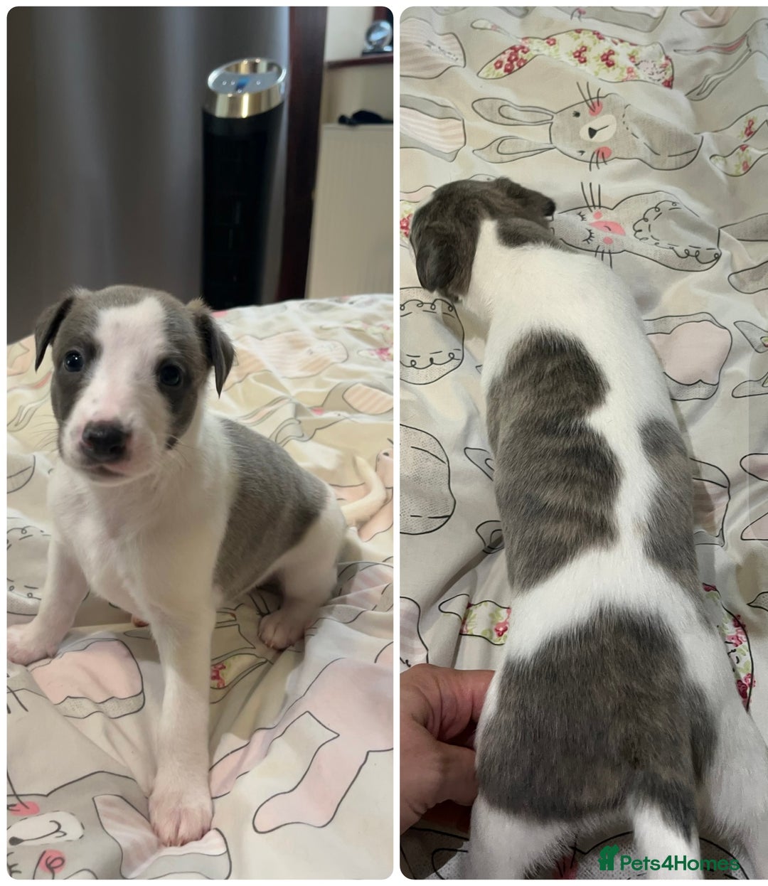 Whippet dogs for sale: Whippet puppies  - Image 30