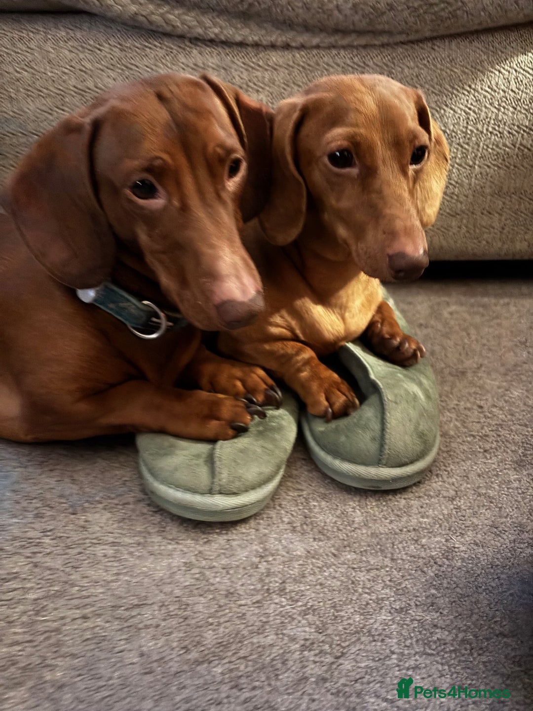Miniature Dachshund dogs for sale: Full of fun Miniature Dachshunds  - Advert 10