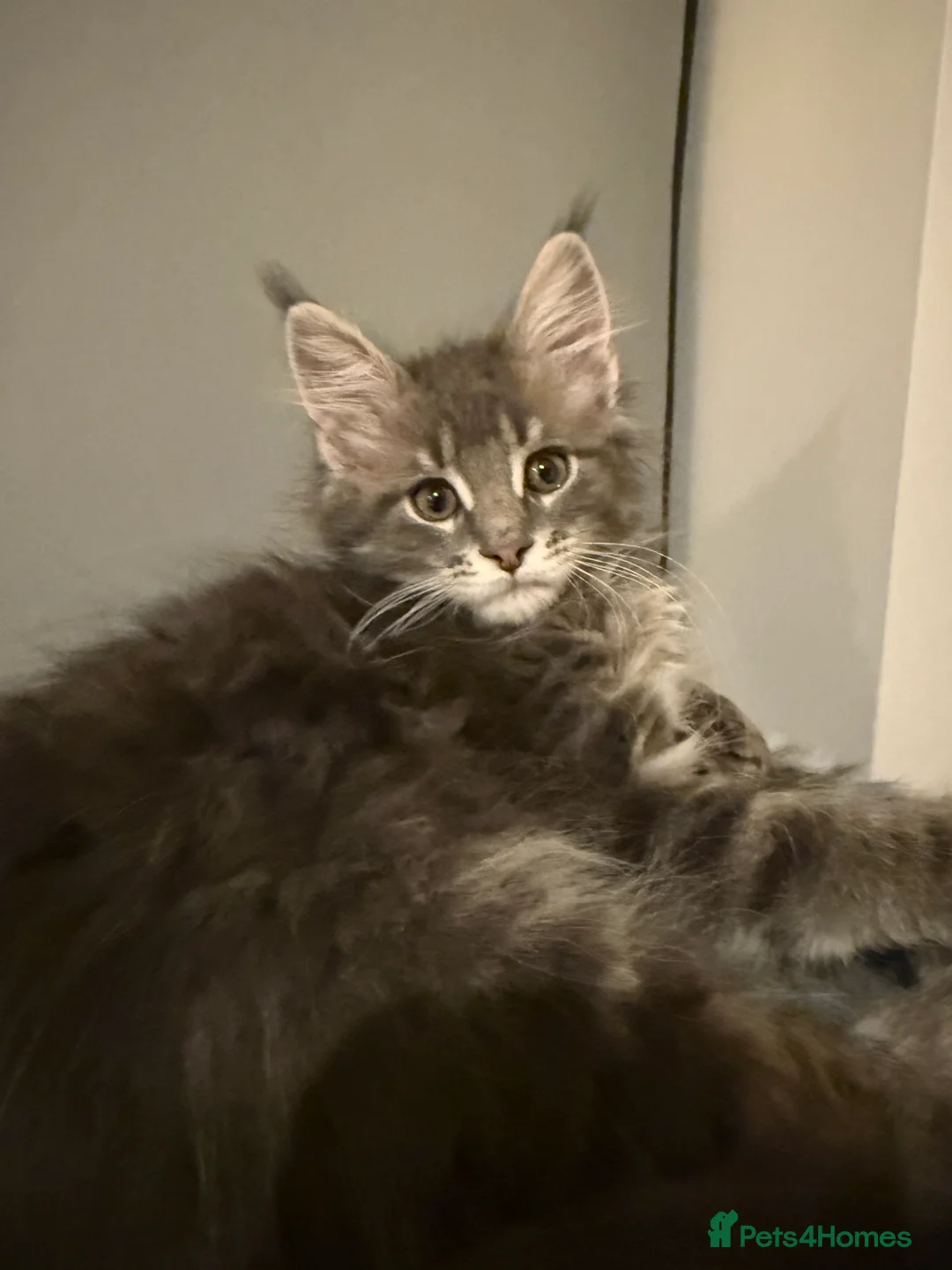 Maine Coon cats for sale: 3-month-old pure Maine Coon Girl ready to go - Advert 8