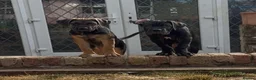 Cane Corso dogs for sale: BEAUTIFUL CANE CORSO puppies. PROTECTION+FAMILY - Advert 1