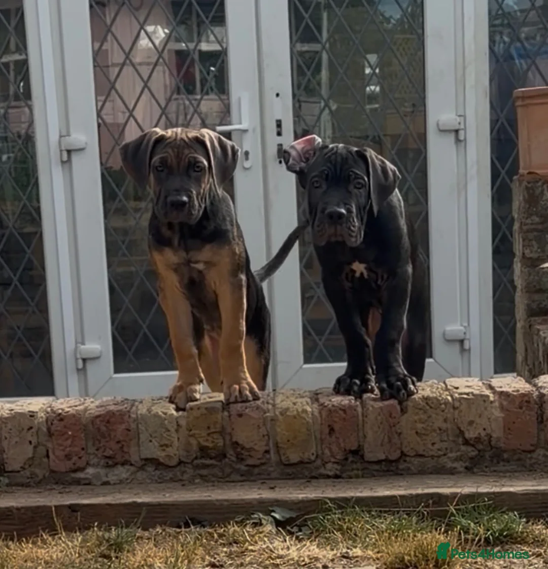 Cane Corso dogs for sale: BEAUTIFUL CANE CORSO puppies. PROTECTION+FAMILY - Advert 1