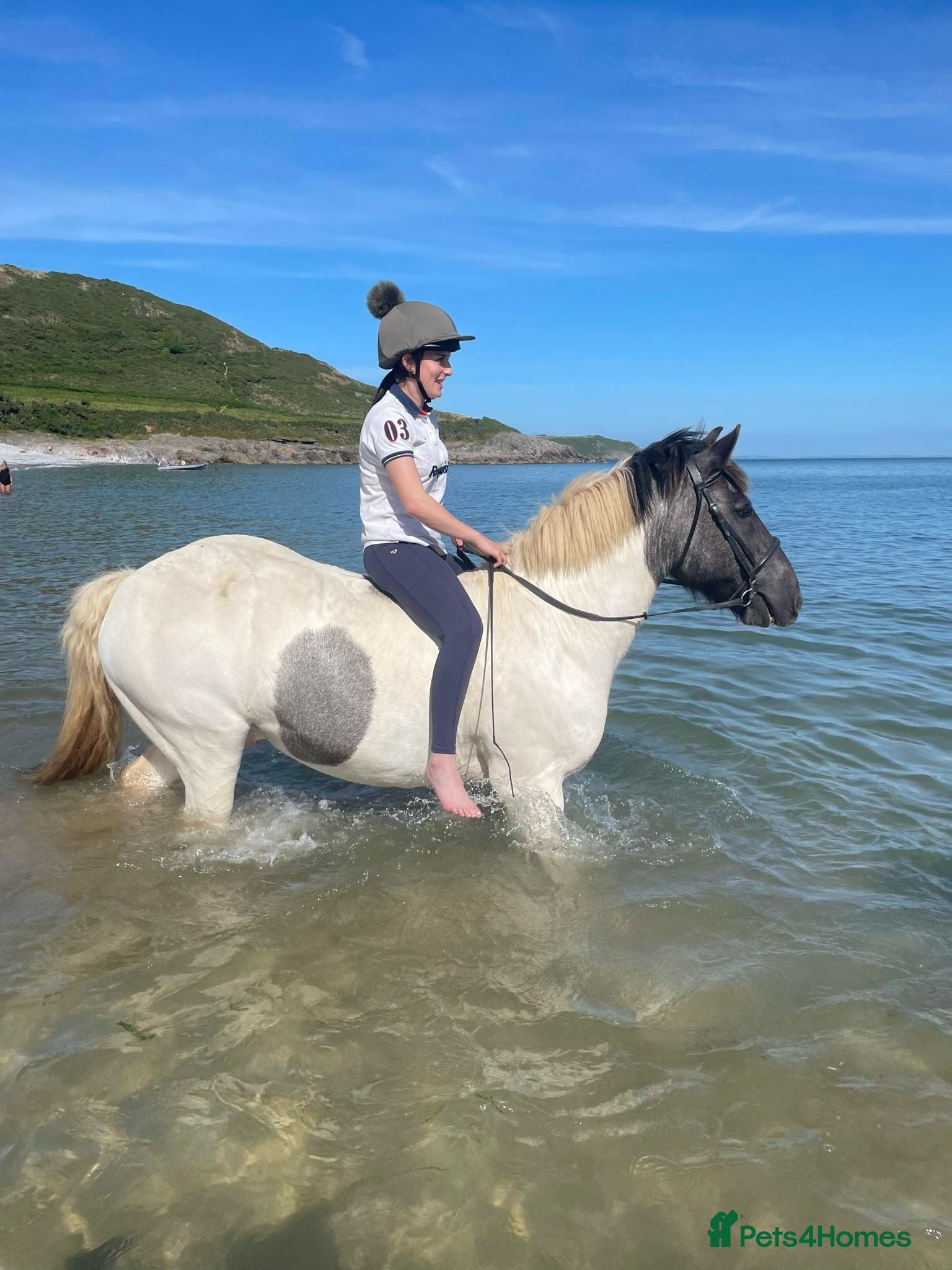 Welsh Section D horses Blue roan cob - Advert 1