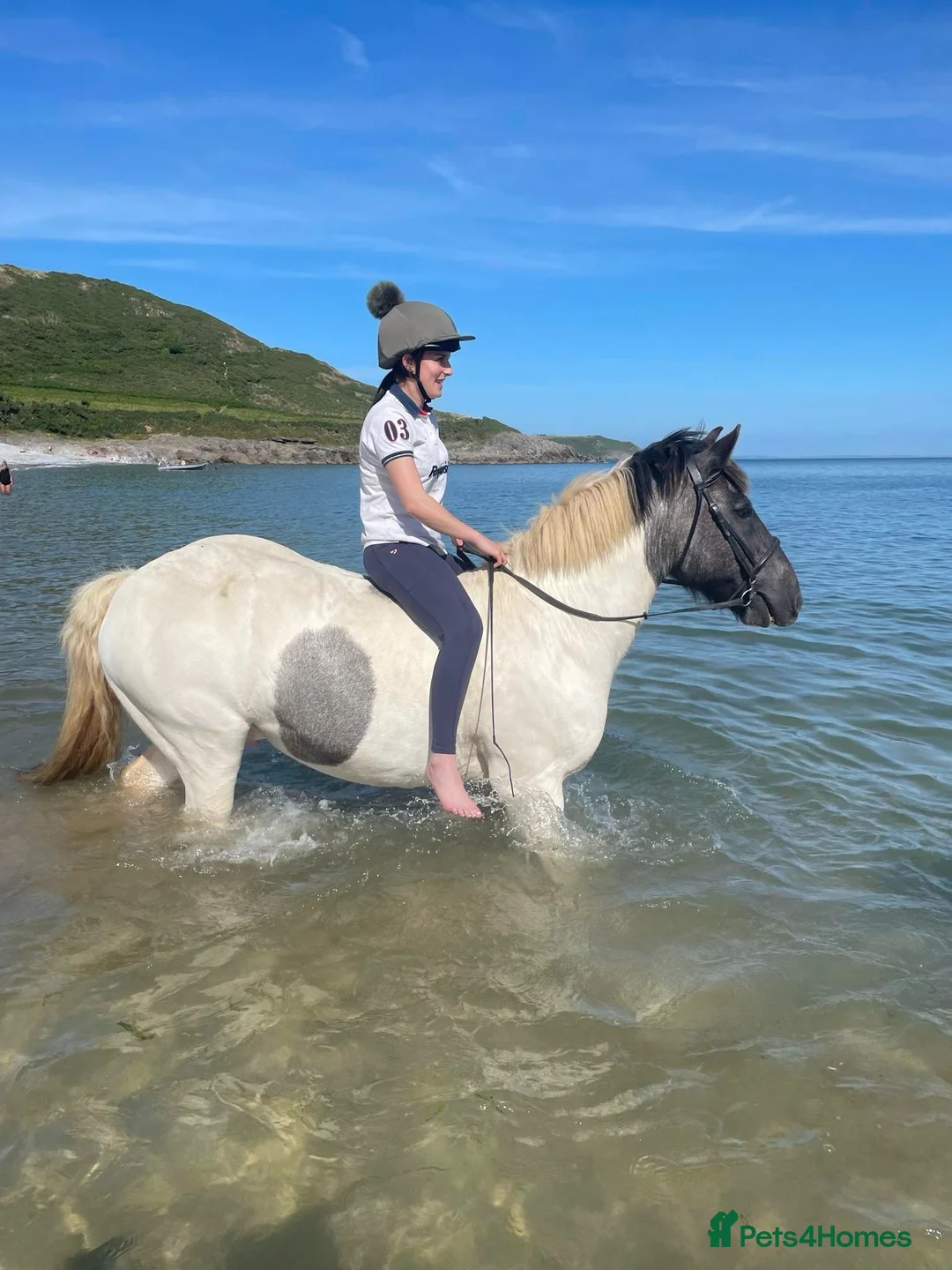 Welsh Section D horses for sale: Blue roan cob - Advert 1