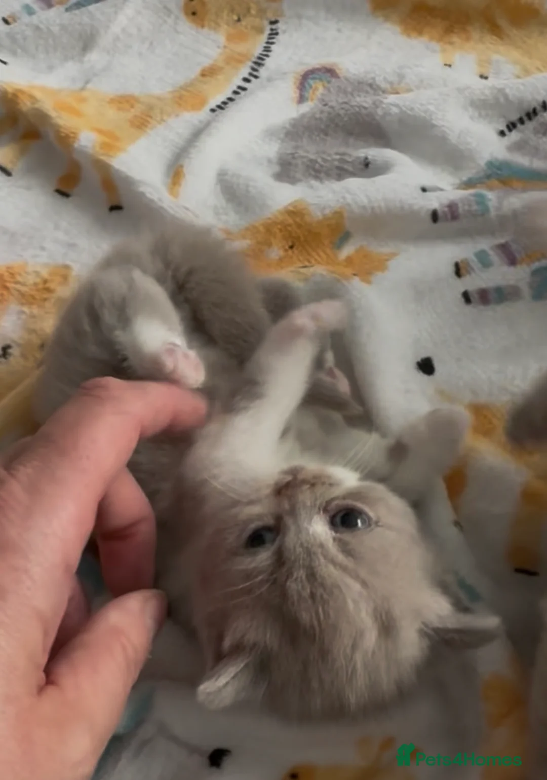 British Shorthair cats for sale: Beautiful British Shorthair Kittens - Advert 2