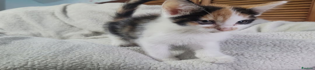 Diva