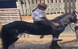 Irish Cob horses for sale: 12.2 riding driving cob gelding project pony  - Image 2