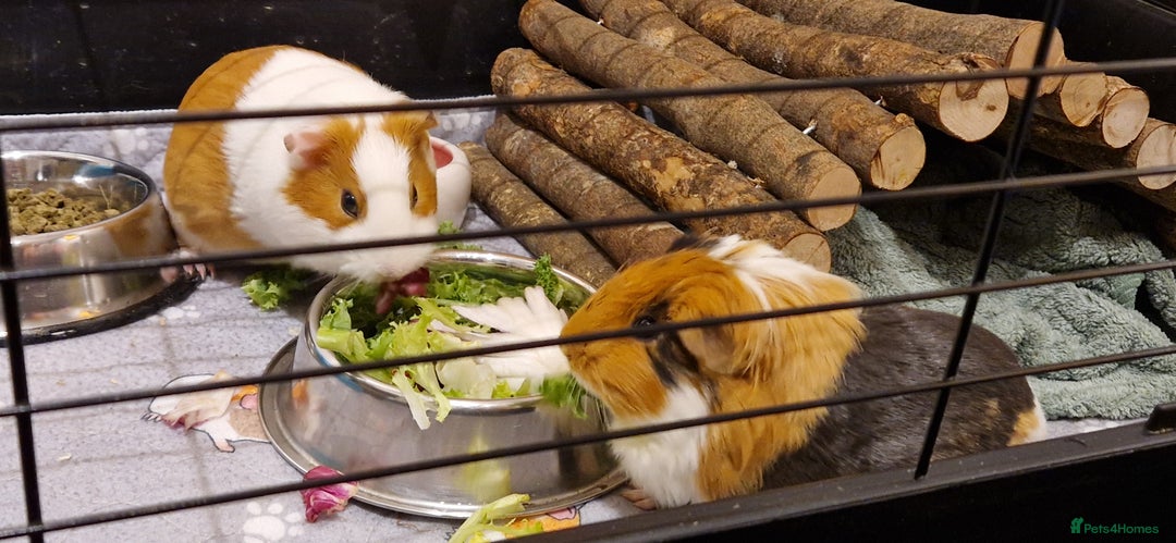 Guinea Pig rodents for sale: 2 female guinea pigs  - Advert 1