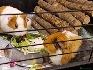 Guinea Pig rodents 2 female guinea pigs - Advert 2
