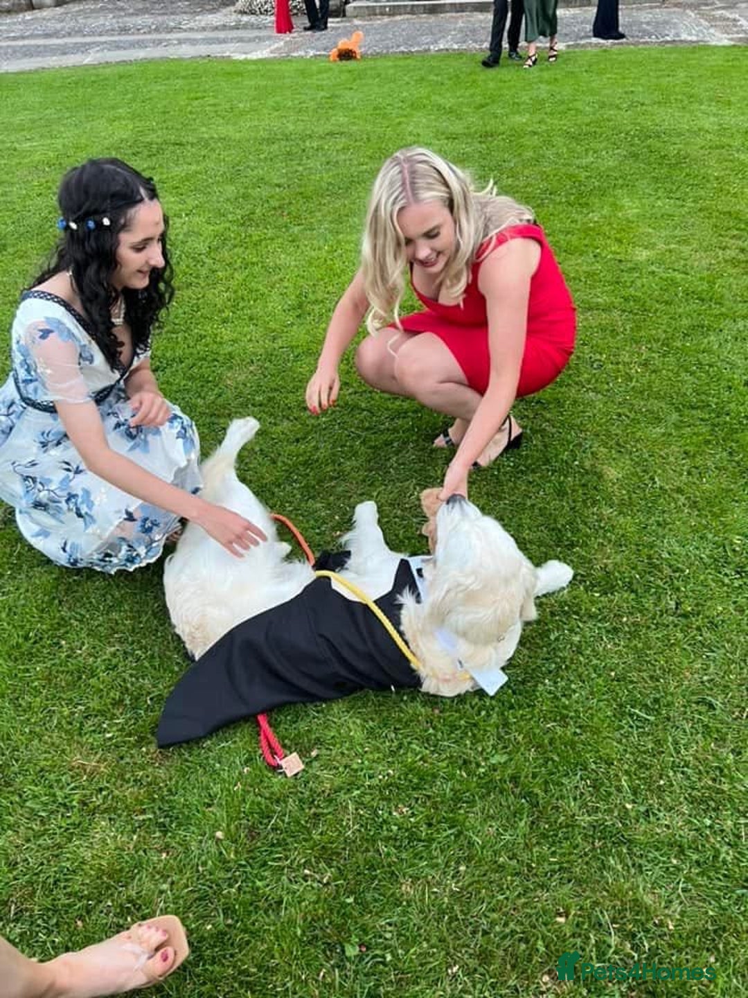 Golden Retriever dogs for stud: Fully health tested therapy dog  - Image 38