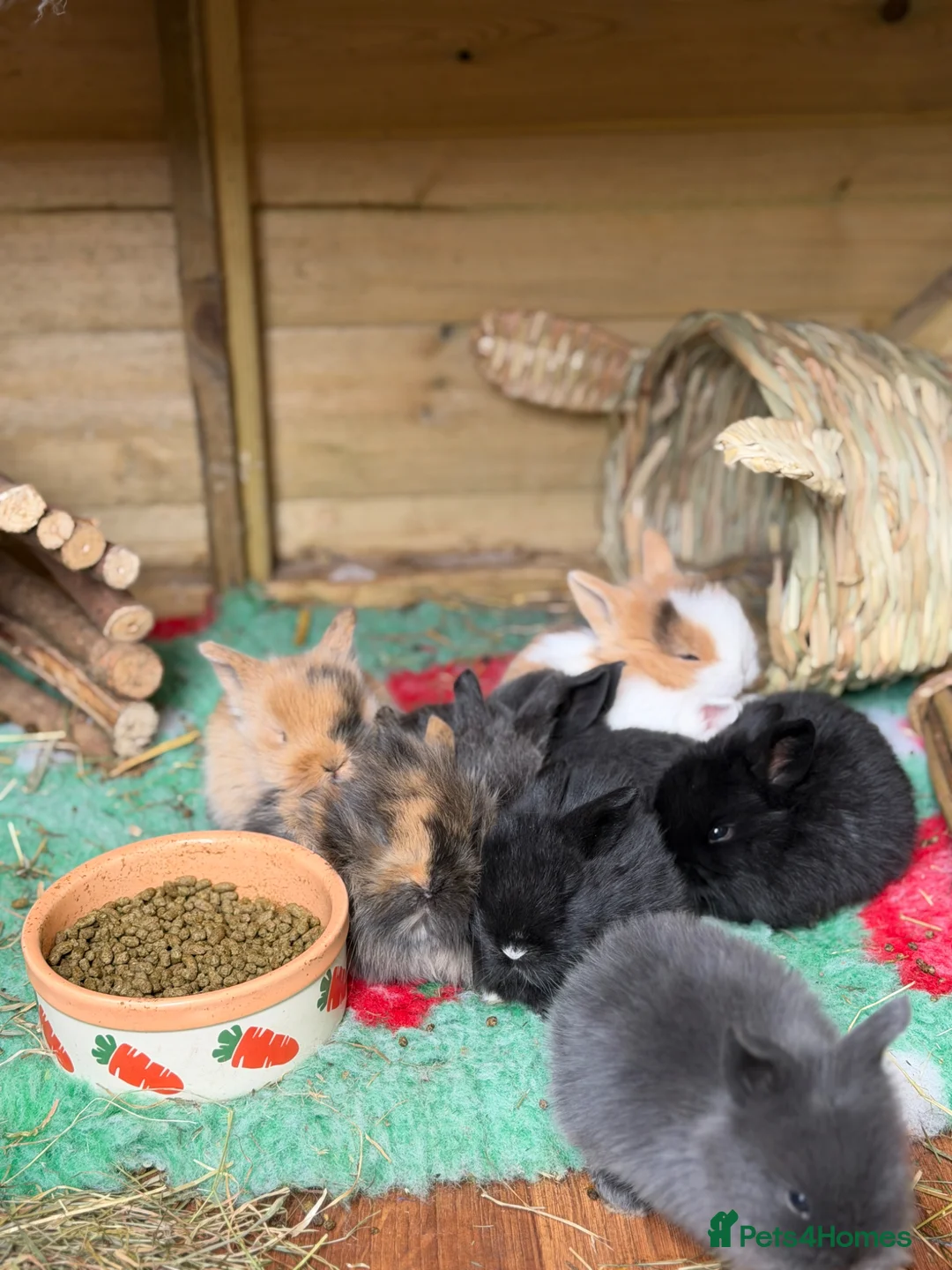 Mini Lion Lop rabbits for sale: Beautiful mini lion lop bunnies  in Stafford - Advert 1