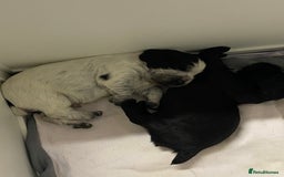 Cocker Spaniel dogs for sale: Working cocker spaniels - Image 9