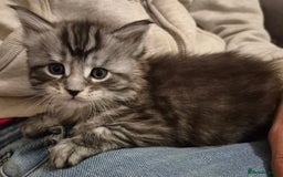 Maine Coon cats for sale: Maine coon kittens for sale  - Advert 2