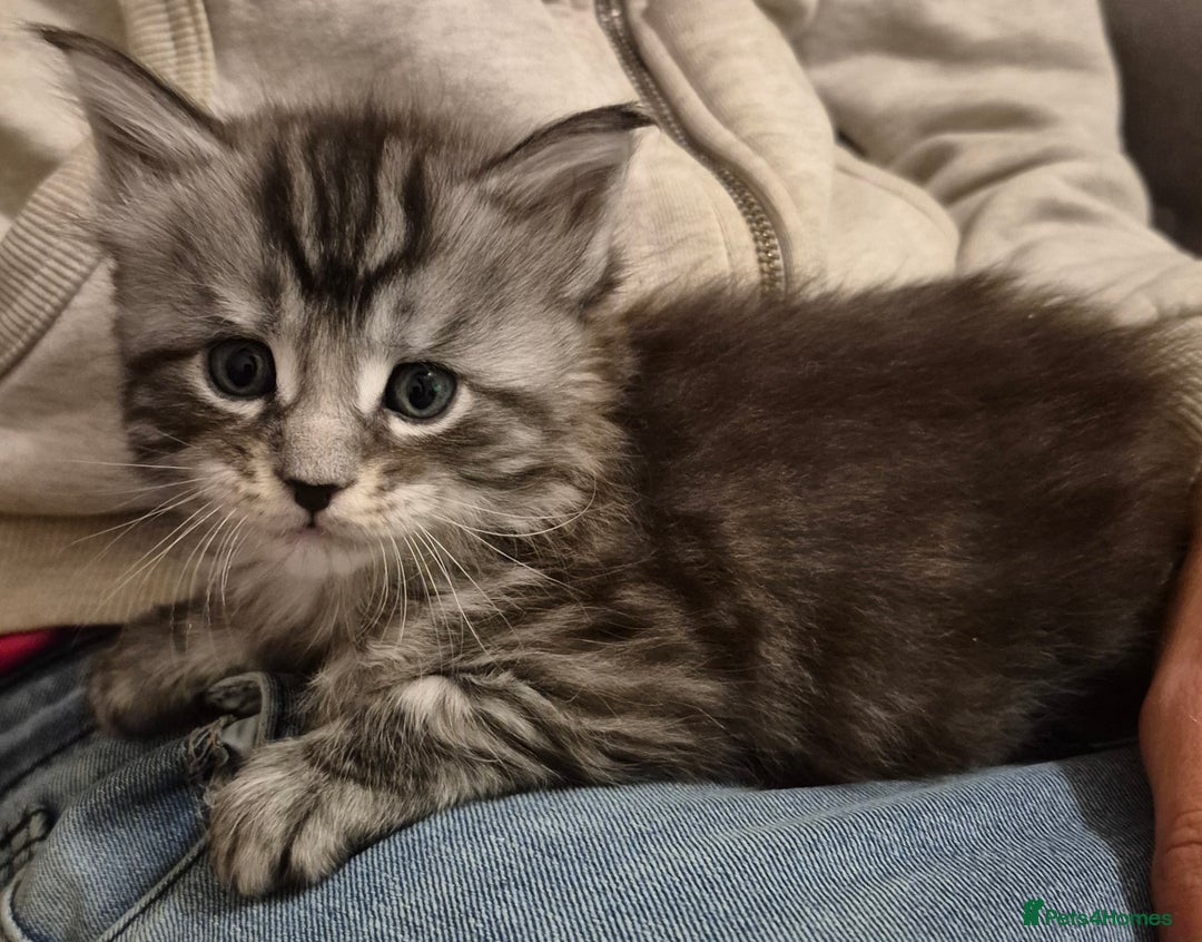 Maine Coon cats for sale: Maine coon kittens for sale  - Advert 2