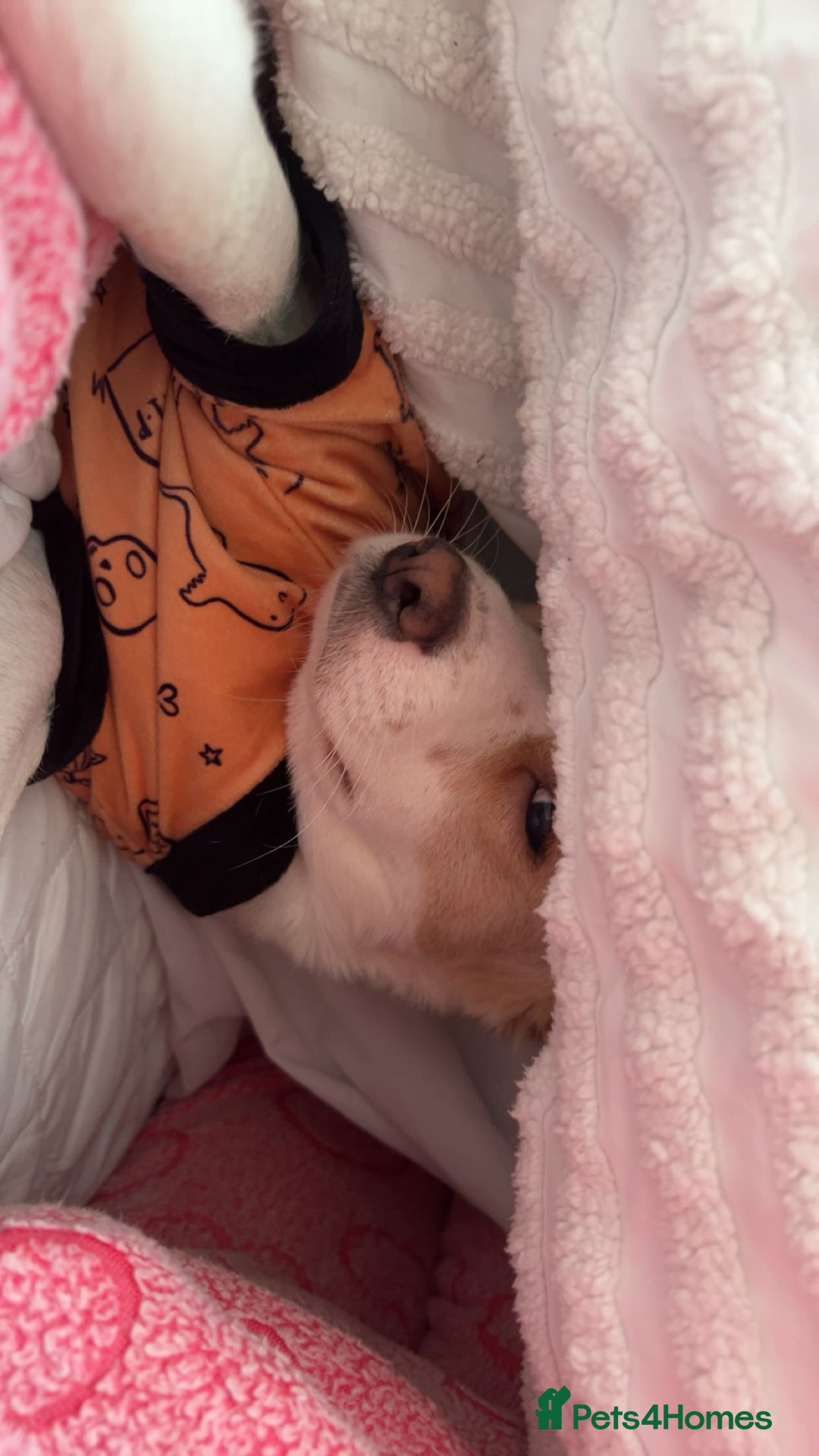 Mixed Breed dogs for sale: amalia - Advert 2