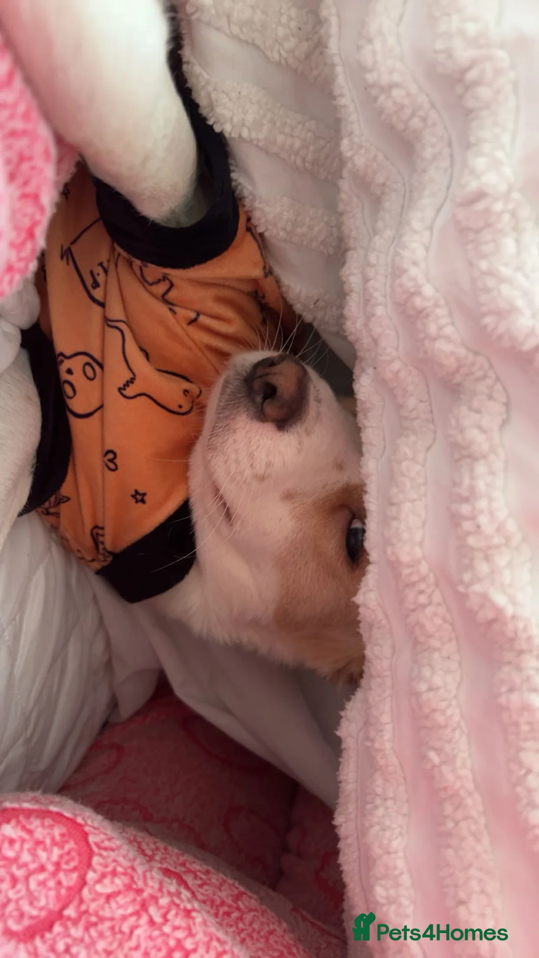 Mixed Breed dogs for sale: amalia - Advert 2