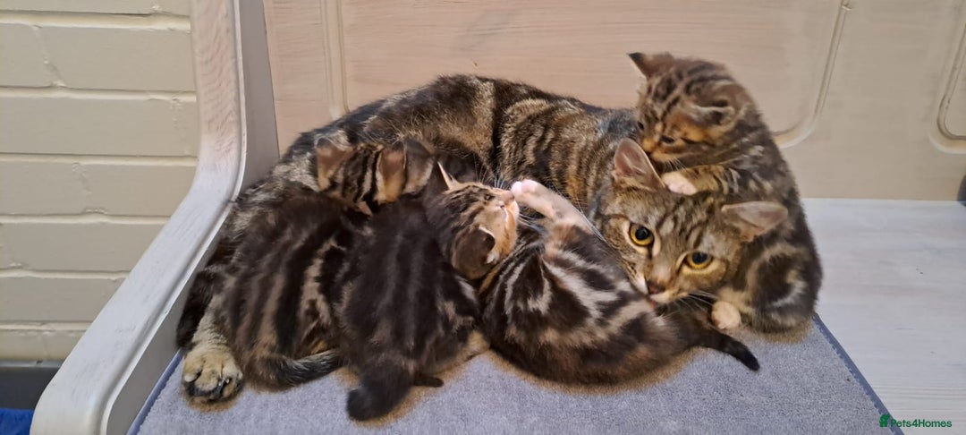 Bengal cats for sale: 4 Cute Tabby Kittens  - Image 6