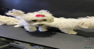 Maltese dogs - Advert 7