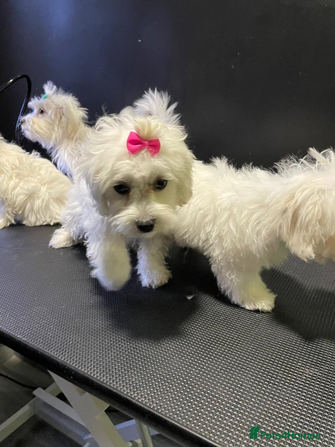 Maltese dogs for sale: Maltese puppies  - Image 3