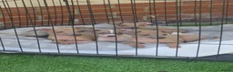 Italian Greyhound dogs for sale: Italian greyhound in Hartlepool - Advert 2