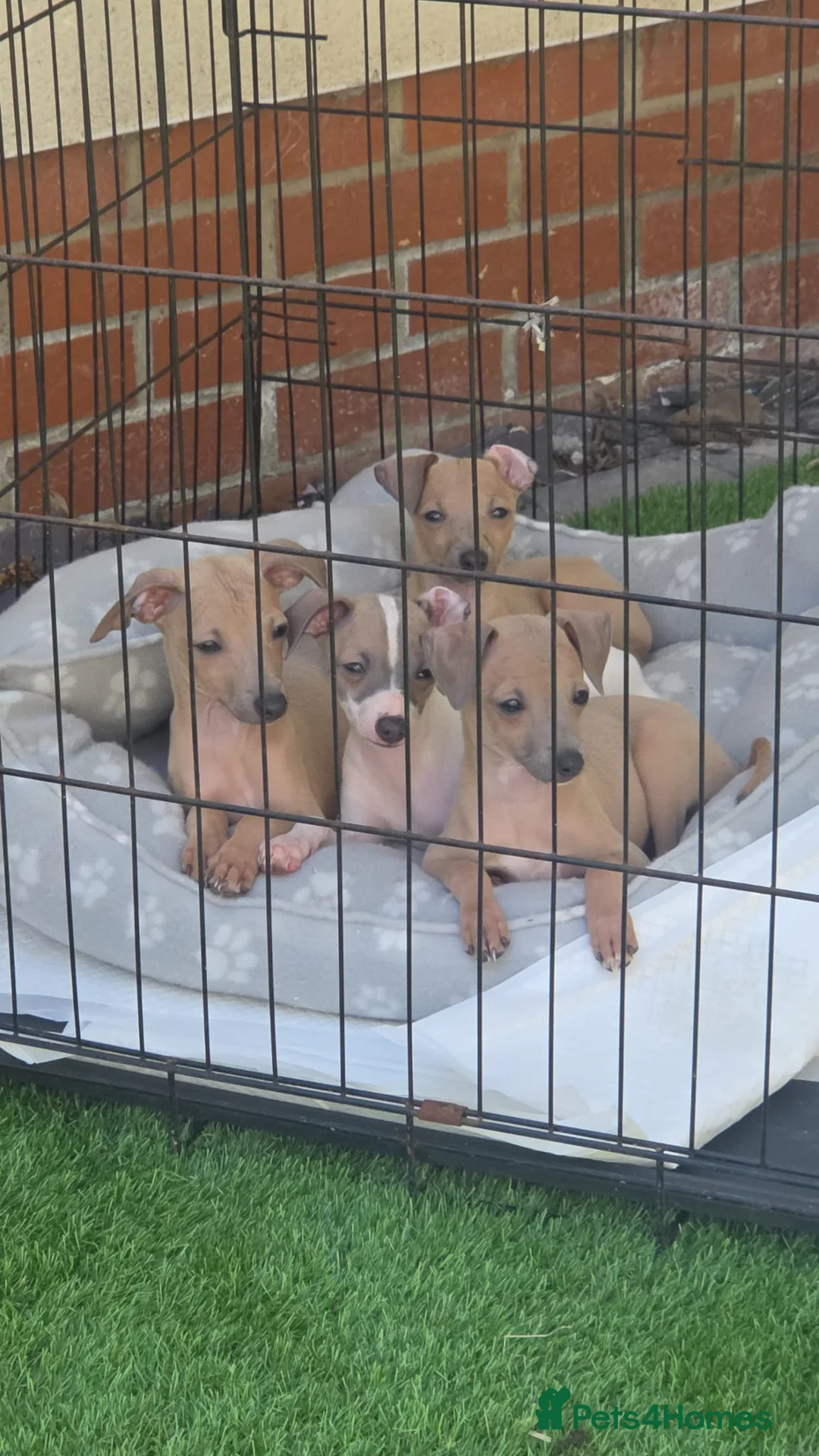 Italian Greyhound dogs for sale: Italian greyhound in Hartlepool - Advert 2