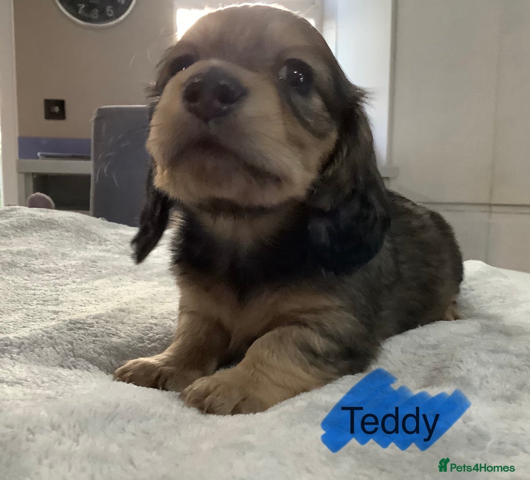Miniature Dachshund dogs for sale: PRA Clear Mini Longhair Dachshund Pups Cream Red.. - Advert 13