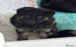 German Shepherd dogs for sale: Stunning long haired chunky German Shepard pups.  - Image 9