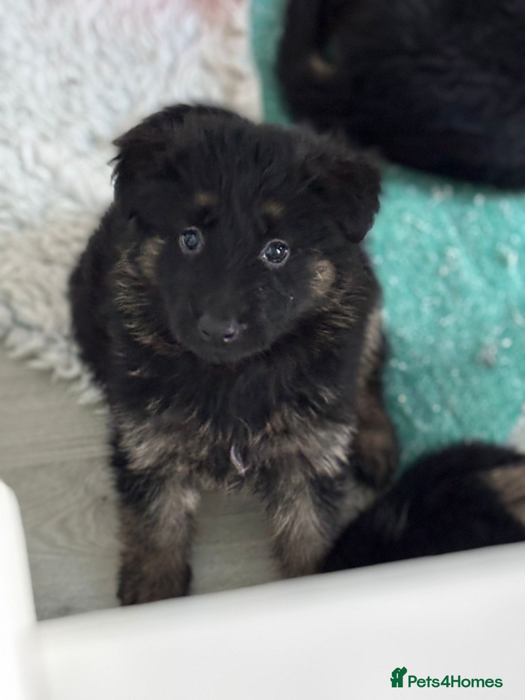 German Shepherd dogs for sale: Stunning long haired chunky German Shepard pups.  - Image 9