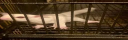 Sugar Glider rodents for sale: Baby sugar gliders ready now  - Advert 5