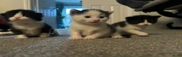 Mixed Breed cats for sale: Female black / white kitten - Advert 4