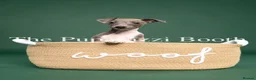Italian Greyhound dogs for sale: Kc registered Italian greyhound pups  - Advert 6
