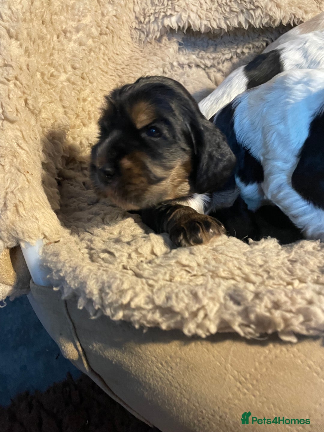 Cocker Spaniel dogs for sale: Cocker Spaniel - Show type - the calm type - Image 28