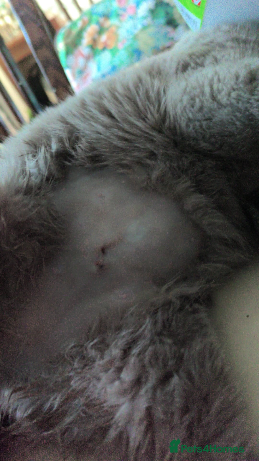 British Shorthair cats for sale: Pure British shorthair female spayed  - Advert 5