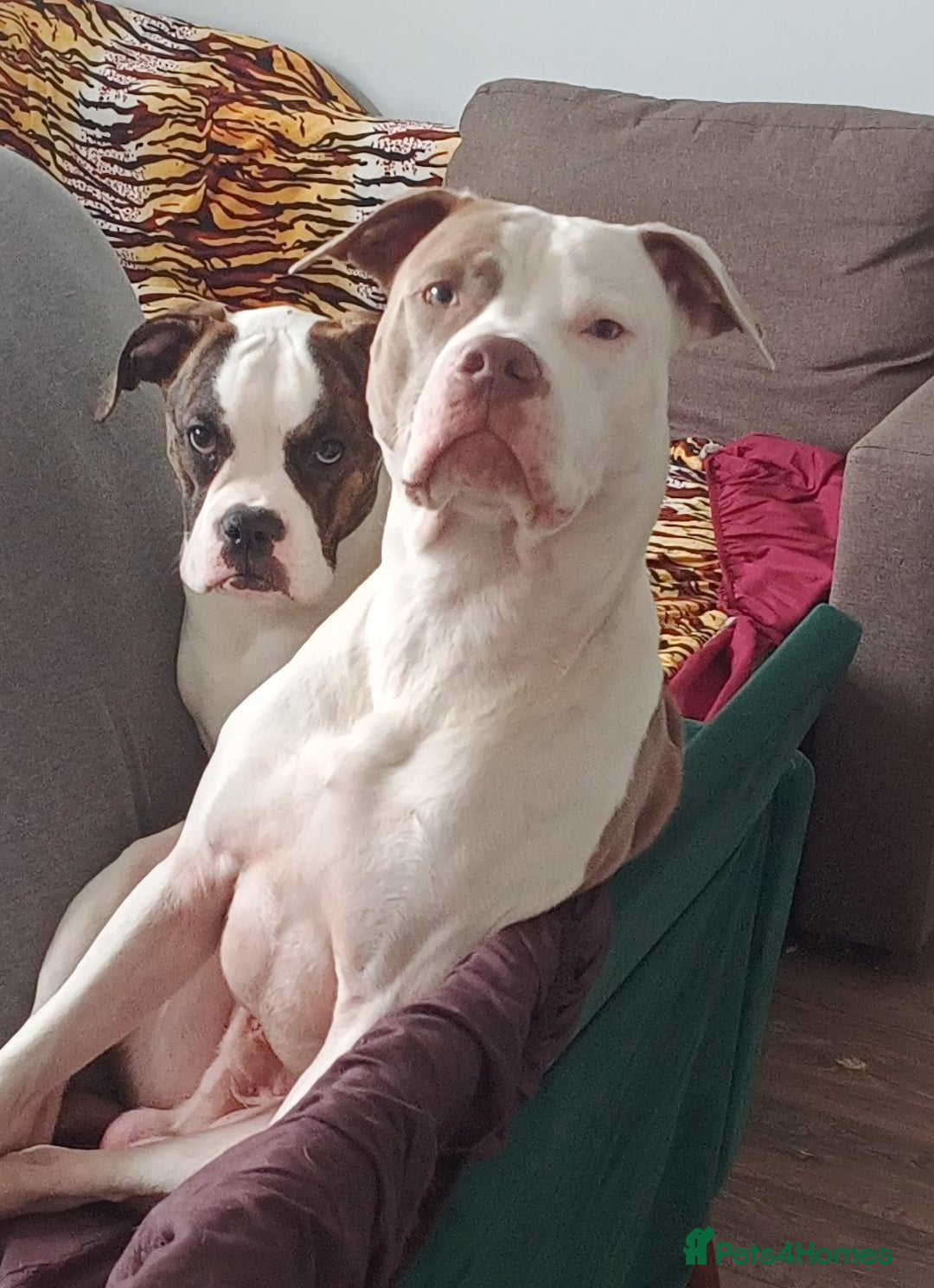 American Bulldog dogs for stud: American Bulldog for Studs  in Horley - Image 8